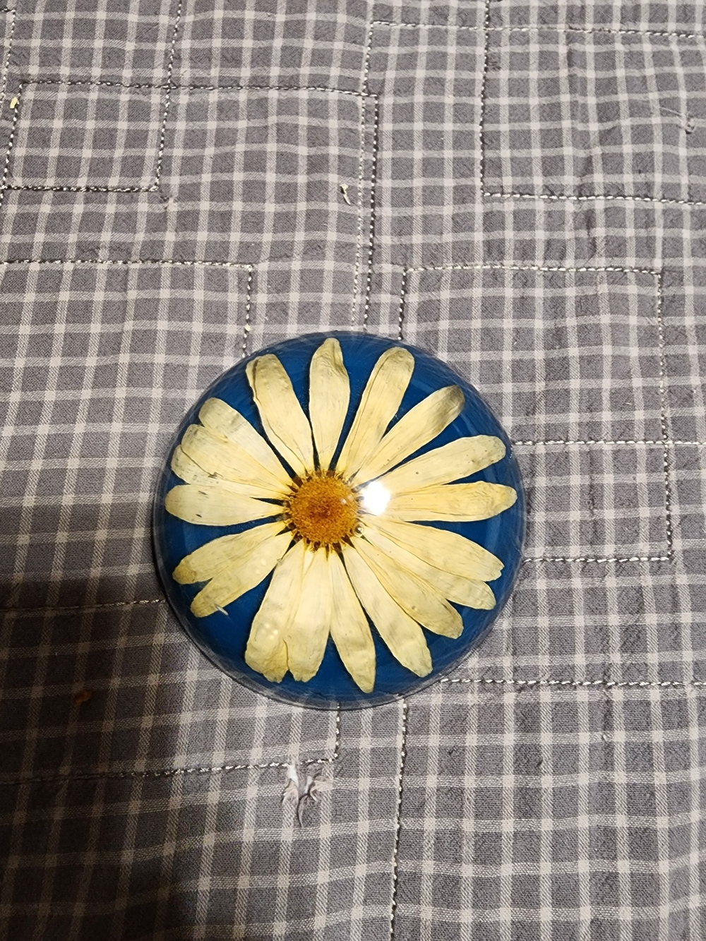 Pressed Daisy Decorative Paperweight - Blue and Cream